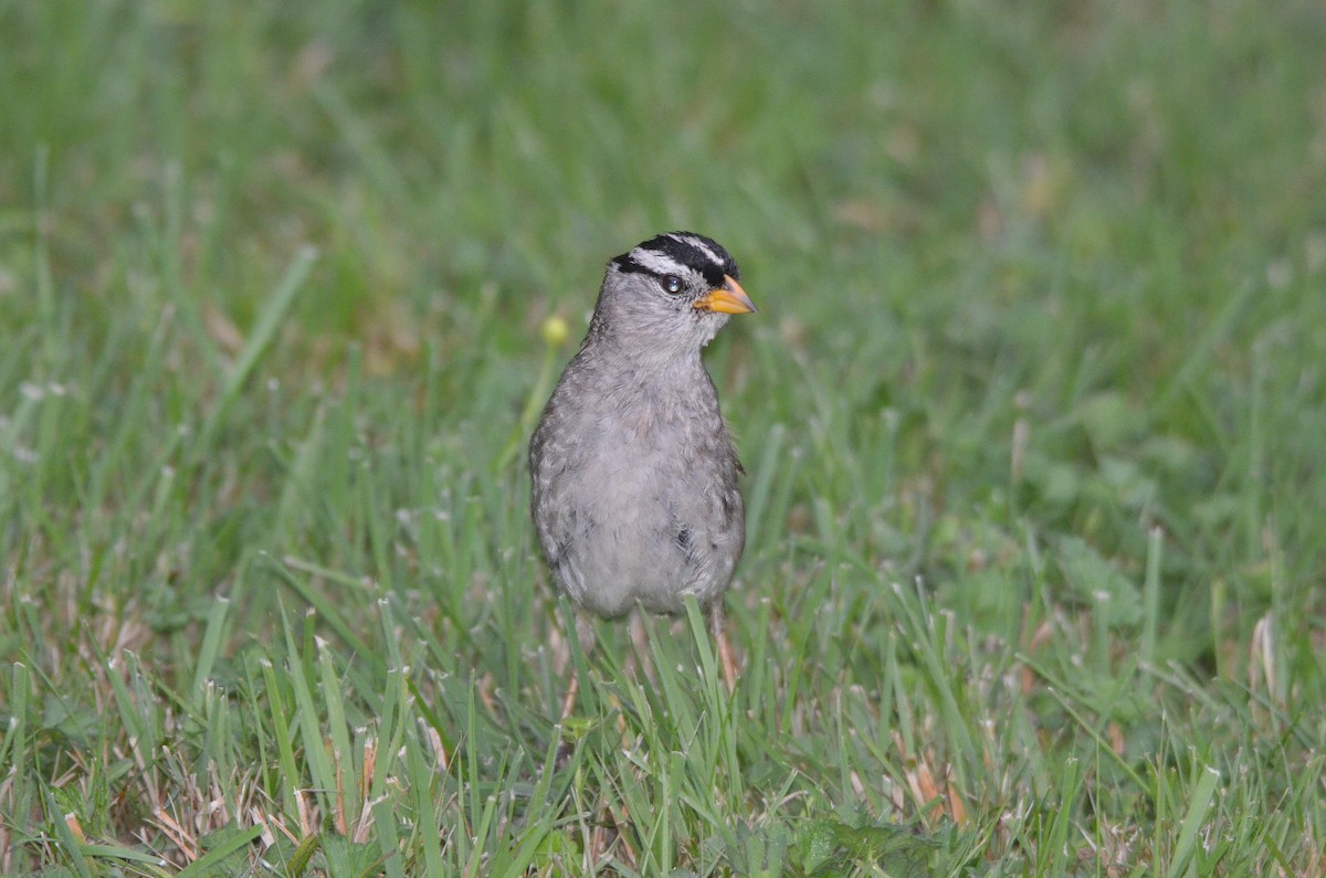 White-crowned Sparrow (pugetensis) - ML487122861