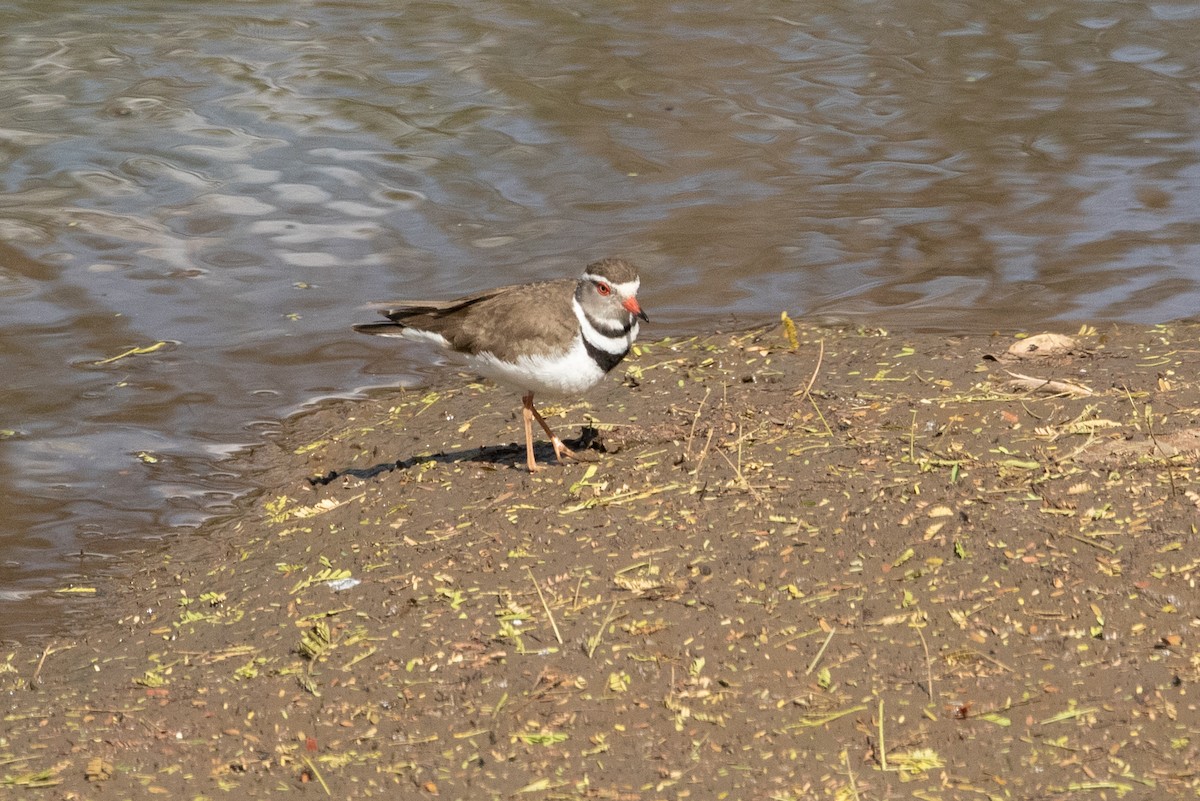 Three-banded Plover - ML487132531