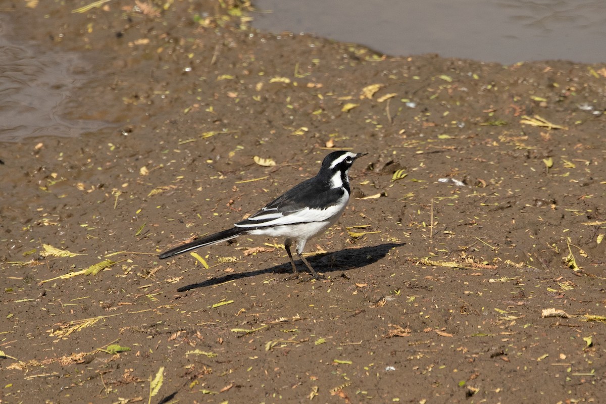 African Pied Wagtail - ML487133041