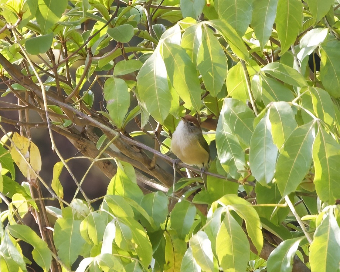 ML487133071 - Gray-eyed Greenlet - Macaulay Library