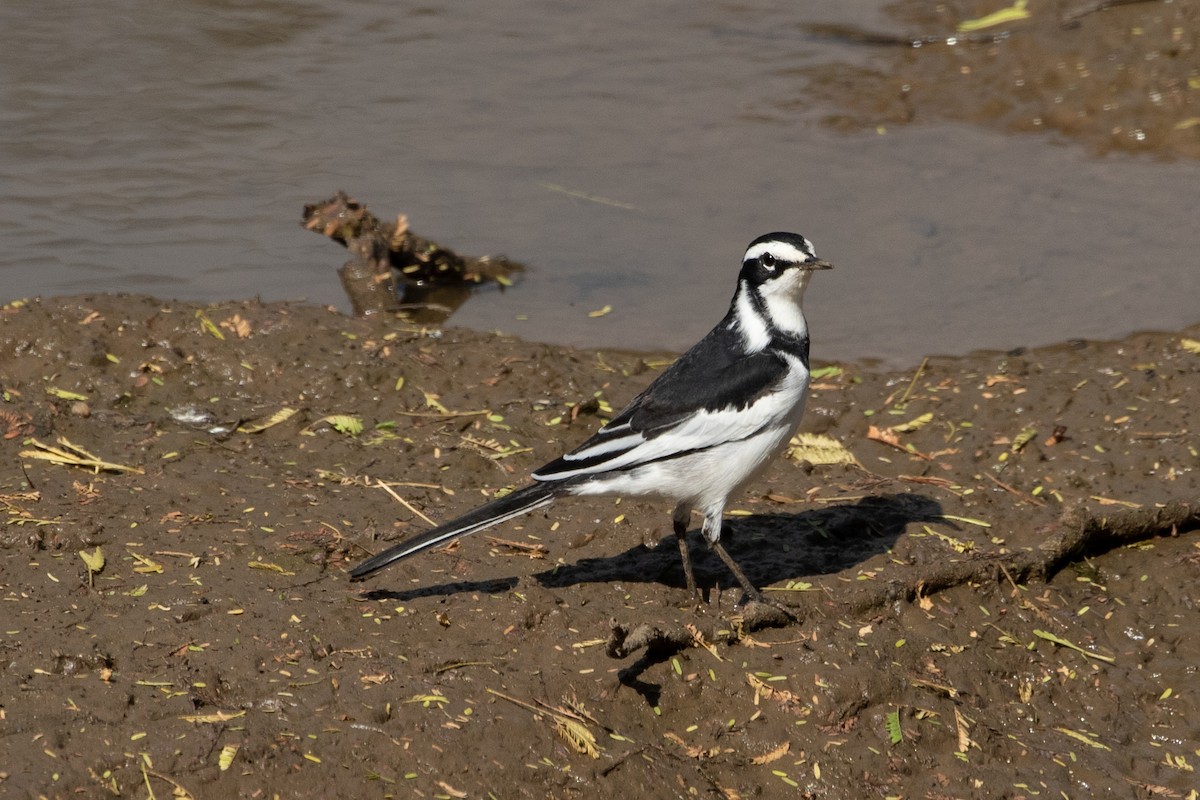 African Pied Wagtail - ML487133121