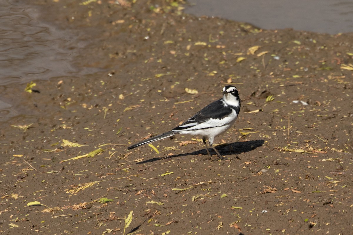 African Pied Wagtail - ML487133191