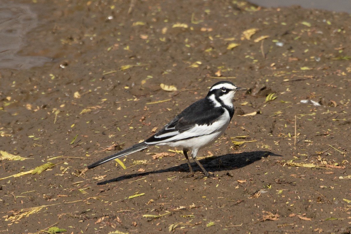 African Pied Wagtail - ML487133201