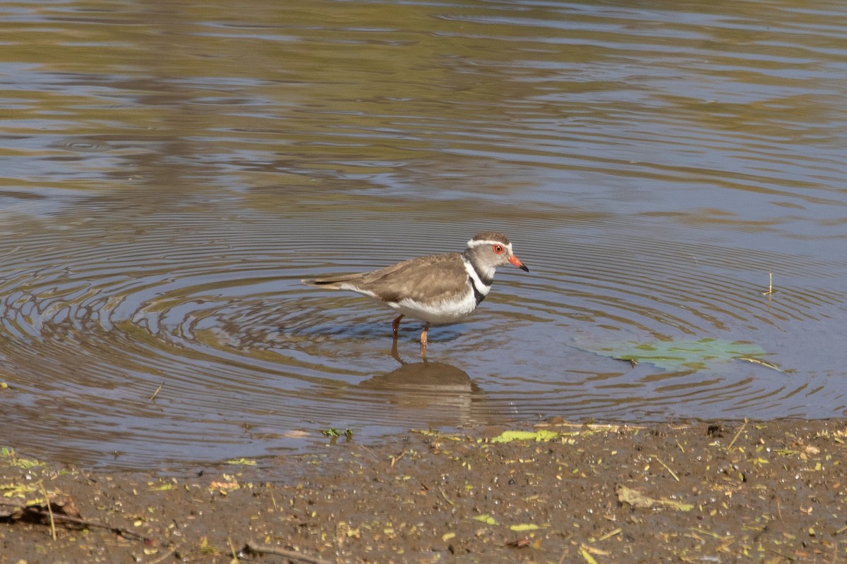 Three-banded Plover - ML487133281