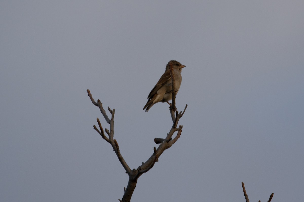 Southern Gray-headed Sparrow - ML487134431