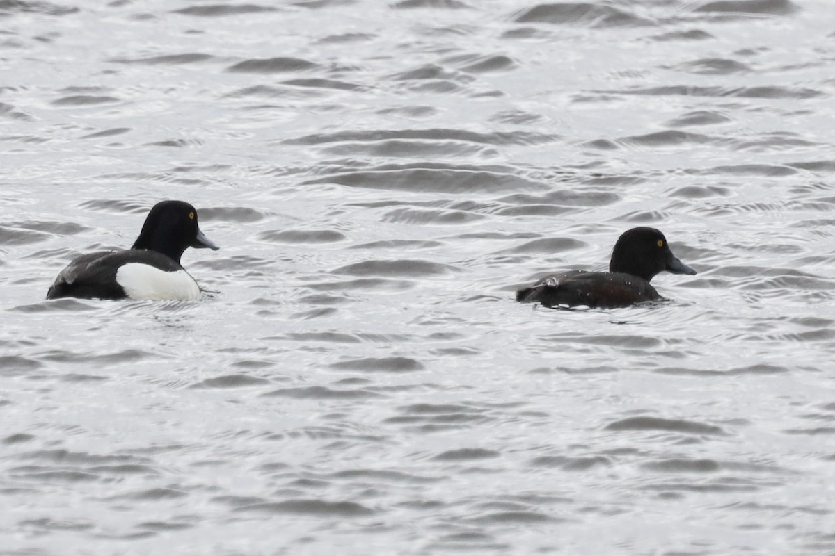 Tufted Duck - ML487139561