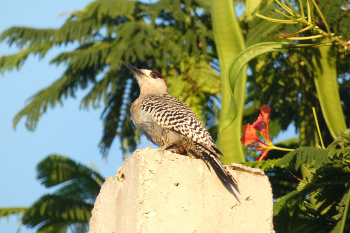 West Indian Woodpecker - ML487140071