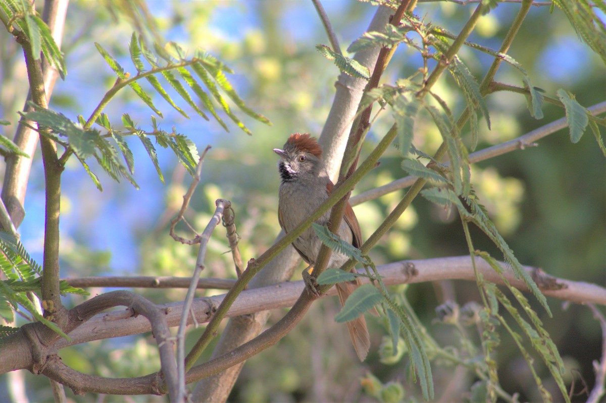 Sooty-fronted Spinetail - ML487140241