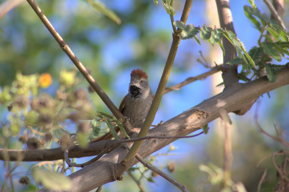 Sooty-fronted Spinetail - ML487140251