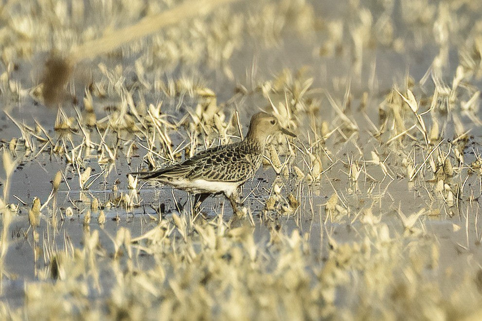 eBird Checklist 24 Sep 2022 San Jacinto Wildlife Area 48 species