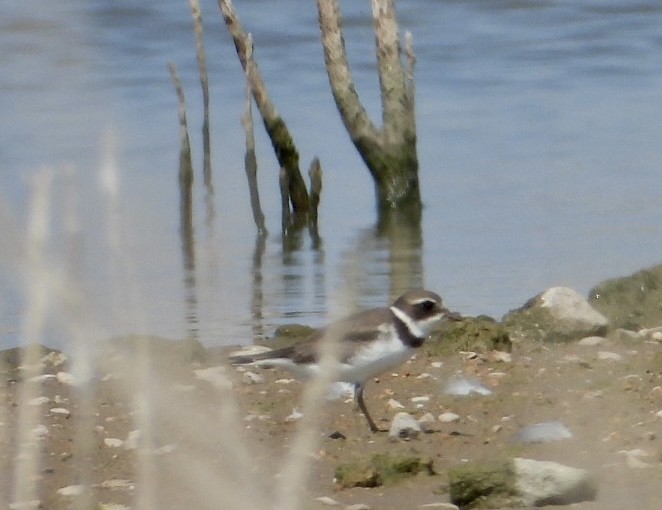 Semipalmated Plover - ML487143661