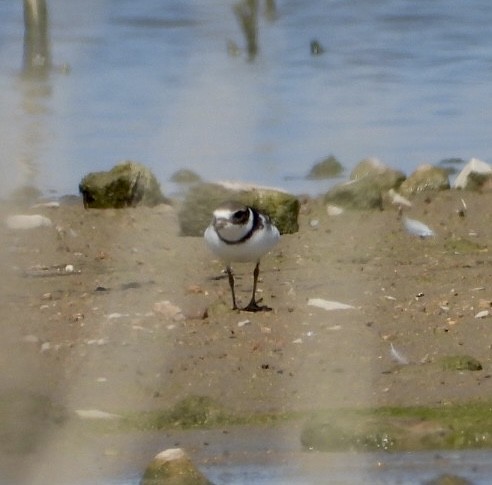 Semipalmated Plover - ML487143671