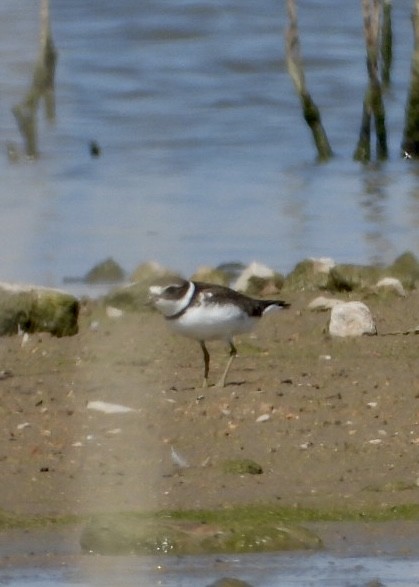 Semipalmated Plover - ML487143681