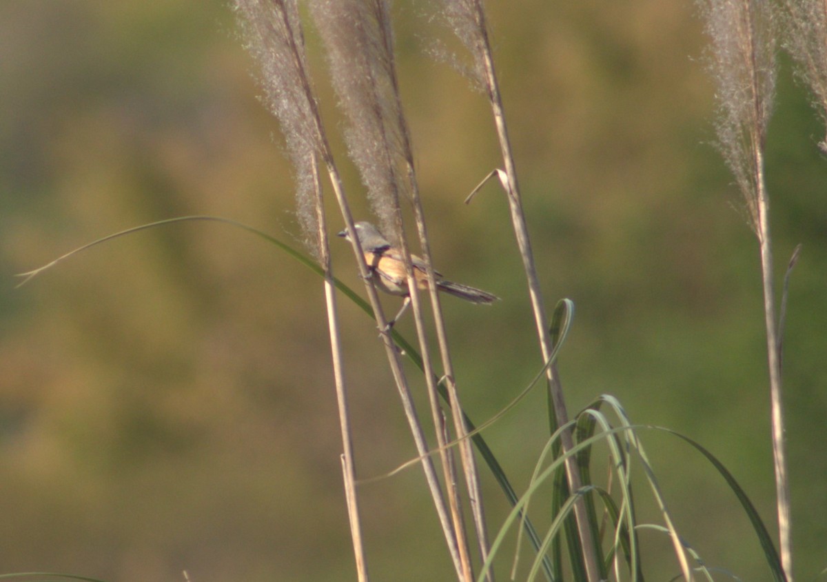 Long-tailed Reed Finch - ML487144821