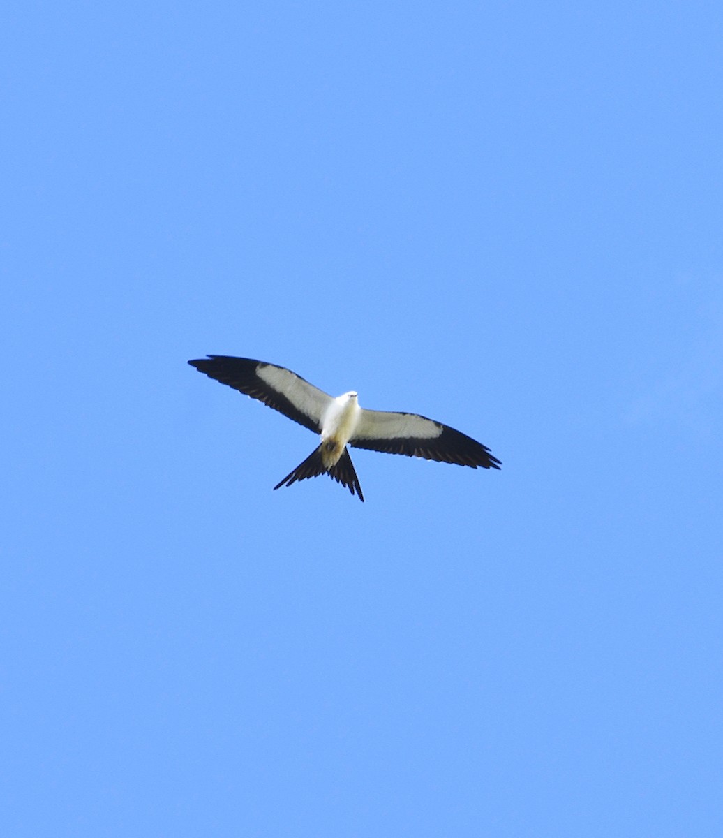 Swallow-tailed Kite - Esteban Matías (birding guide) Sierra de los Cuchumatanes Huehuetenango esteban.matias@hotmail.com                             +502 53810540