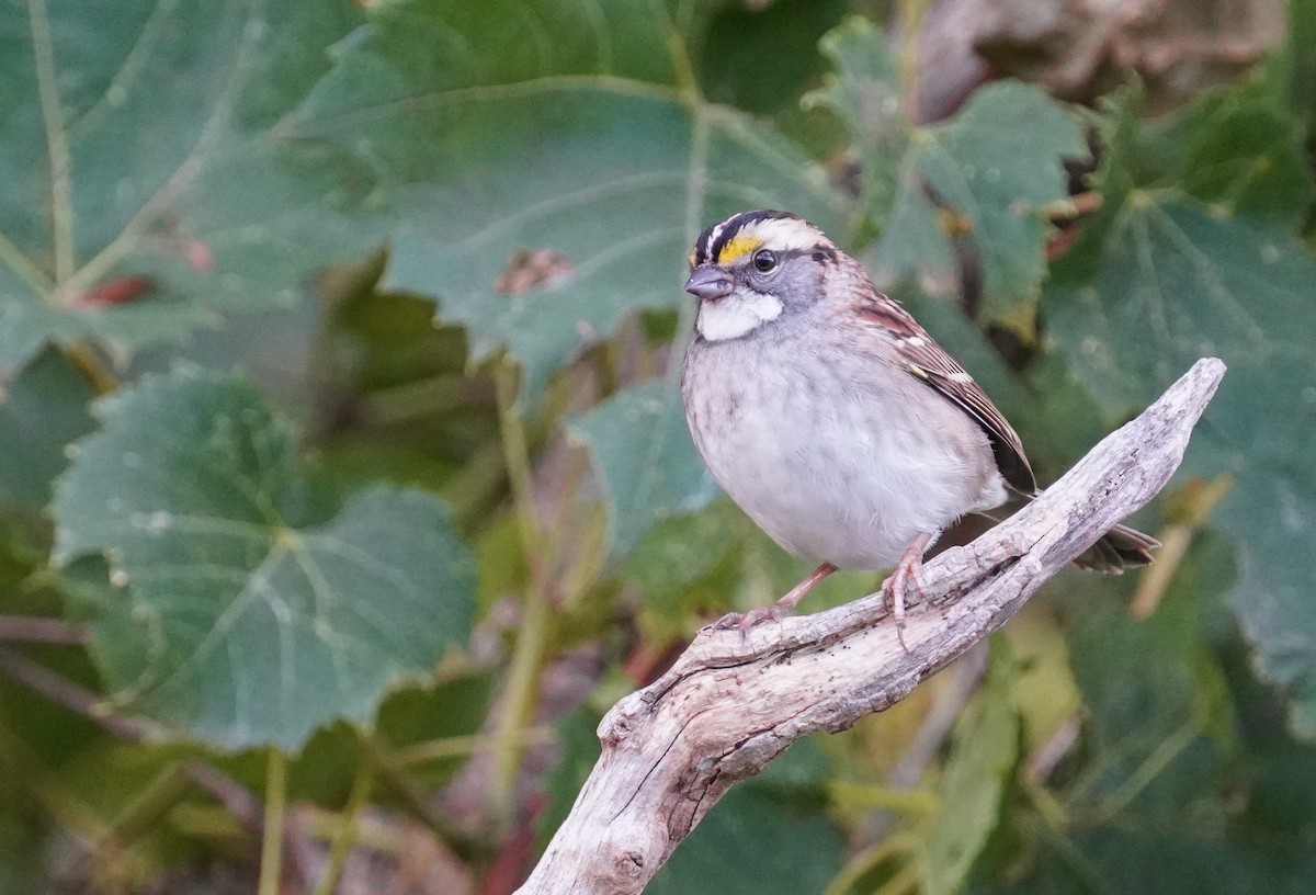 White-throated Sparrow - ML487144941