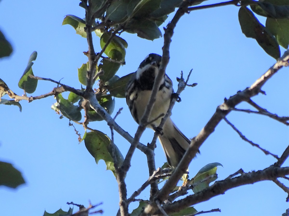 Black-throated Gray Warbler - ML487145651