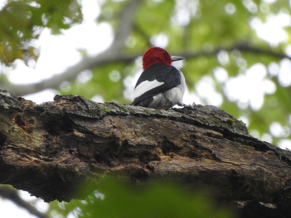 Red-headed Woodpecker - ML487147791