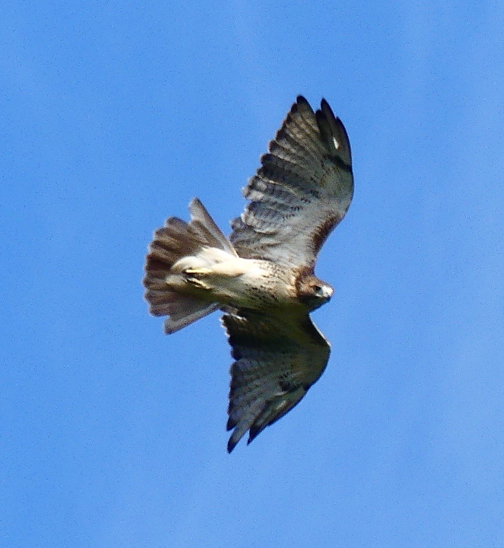 Red-tailed Hawk - ML487148081