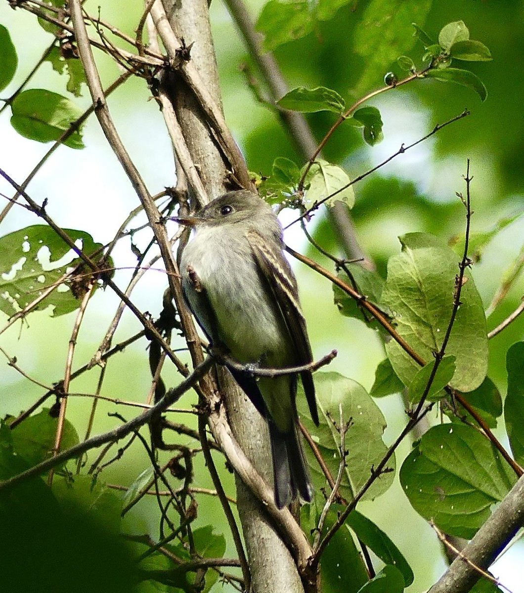 Eastern Wood-Pewee - Russell Taylor