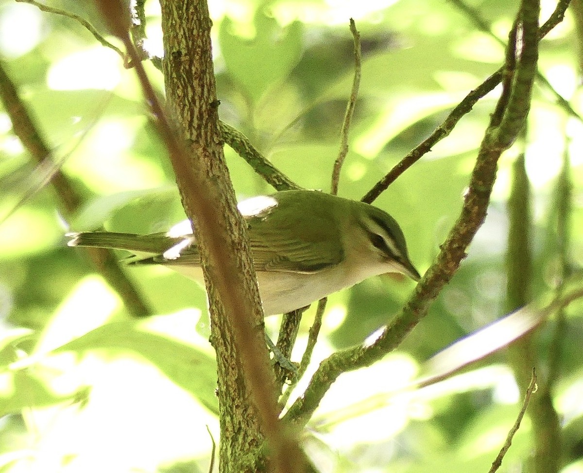 Red-eyed Vireo - Russell Taylor