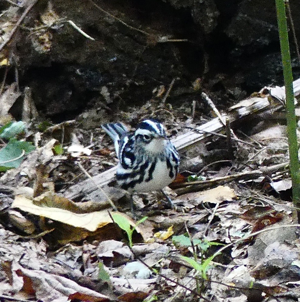 Black-and-white Warbler - ML487149021
