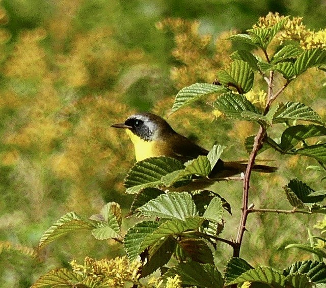 Common Yellowthroat - Russell Taylor
