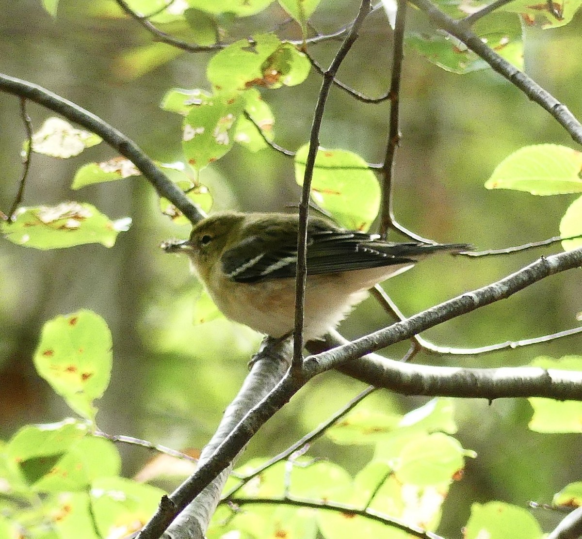 Bay-breasted Warbler - ML487149561
