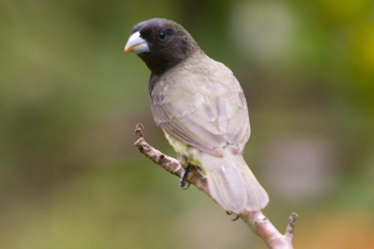 Yellow-bellied Seedeater - ML487165071