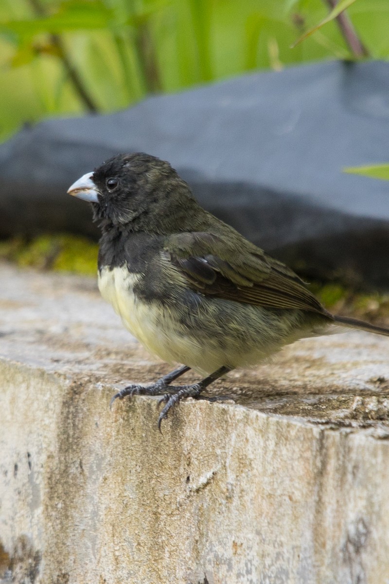 Yellow-bellied Seedeater - ML487166111