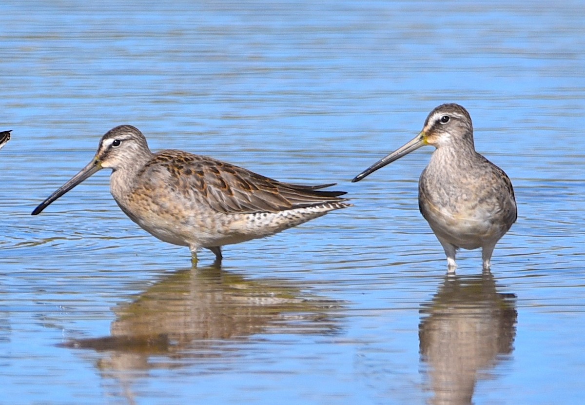 Long-billed Dowitcher - ML487168841