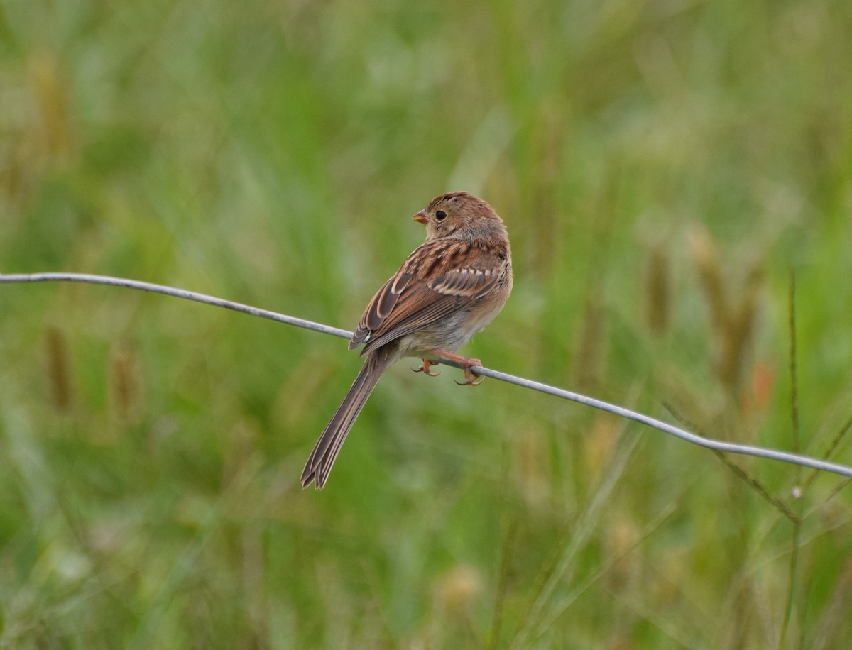 Field Sparrow - ML487169031