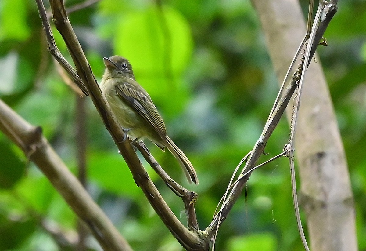 Eastern Olivaceous Flatbill - ML487169321