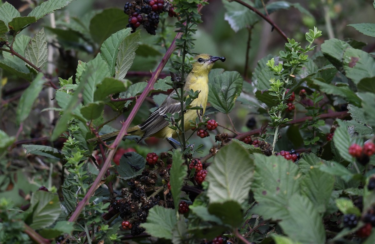 Orchard Oriole - ML487173671
