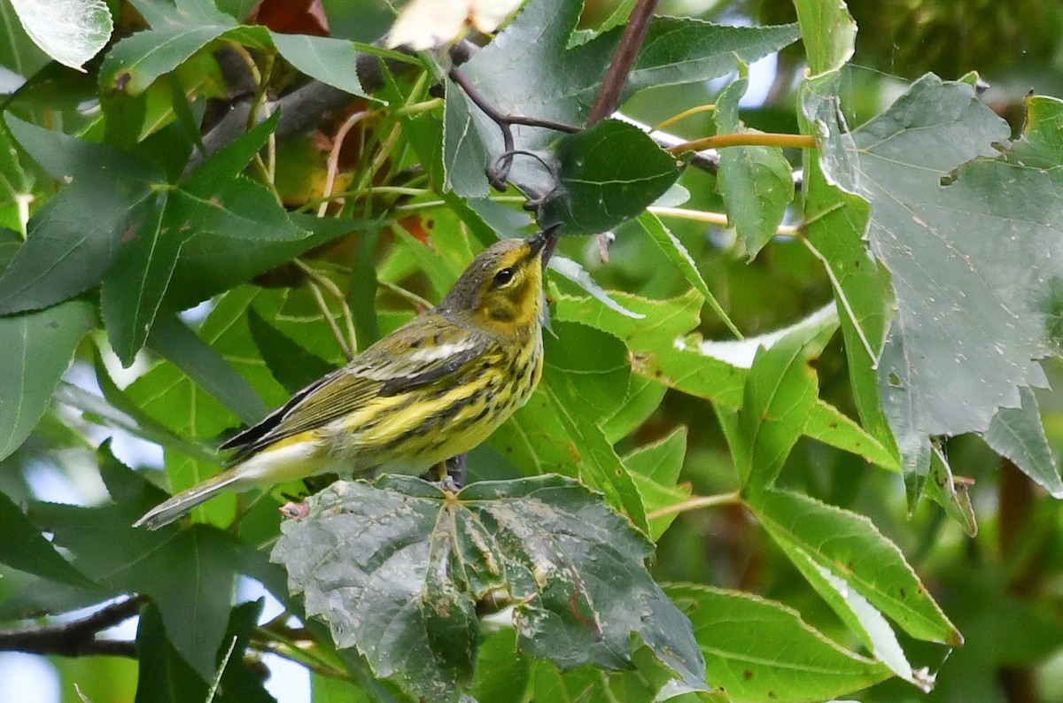 Cape May Warbler - ML487174261