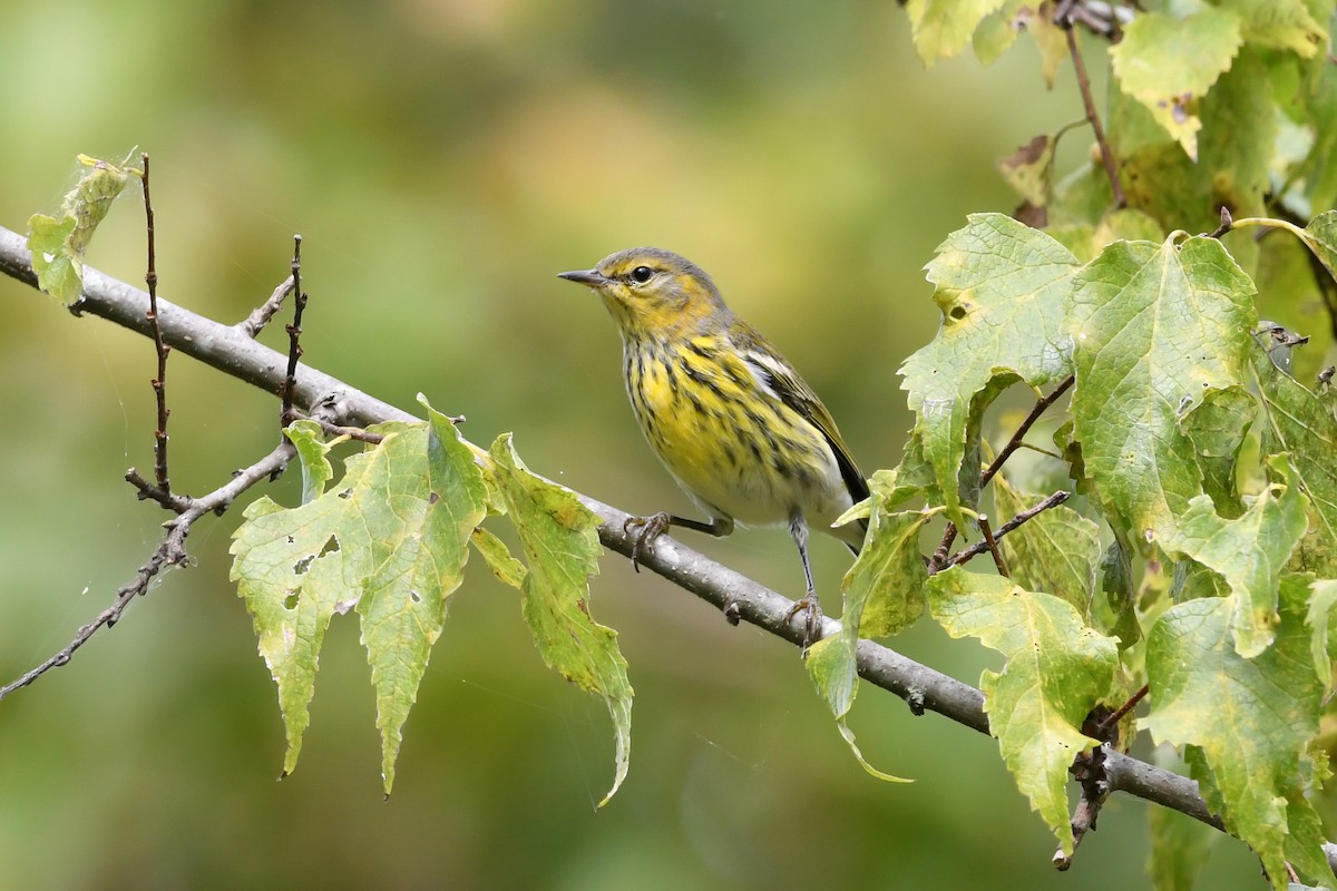 Cape May Warbler - ML487174311
