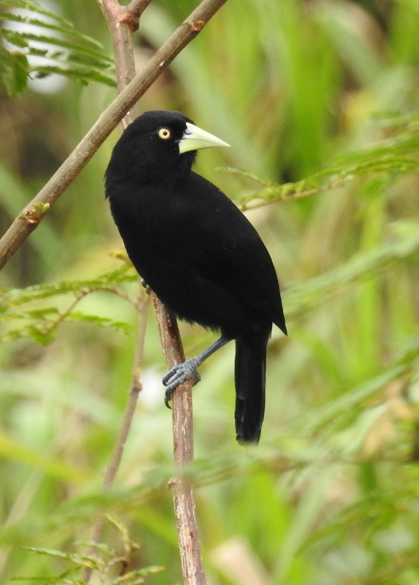 Yellow-billed Cacique - ML48718221