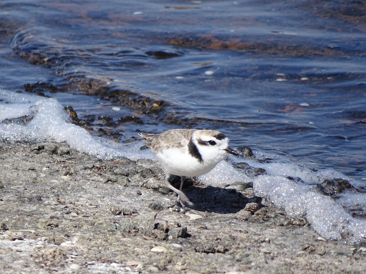 Snowy Plover - Charly Moreno Taucare