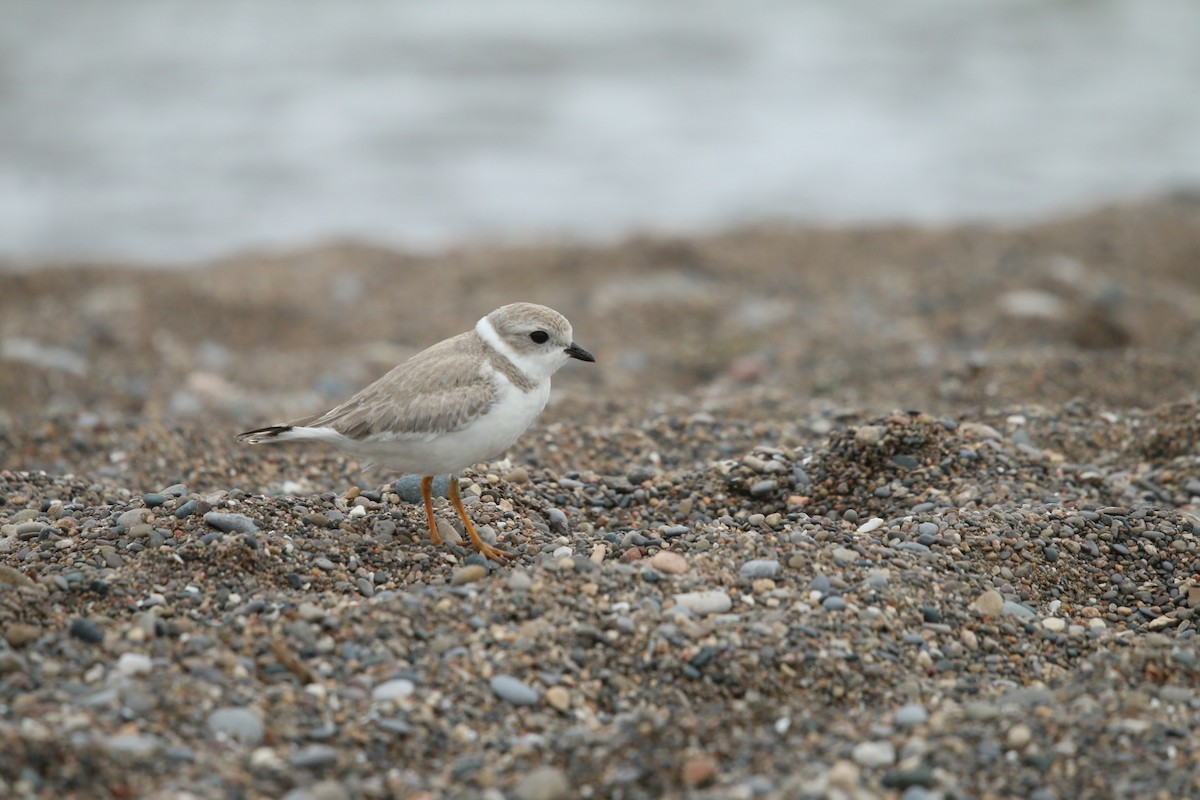 Piping Plover - Samuelle Simard-Provencal 🐋