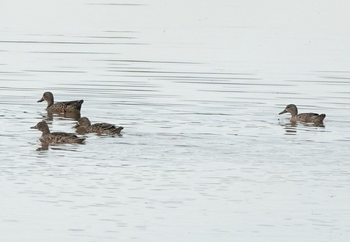 Blue-winged Teal - ML487197301