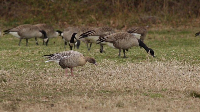 Pink-footed Goose - ML487198