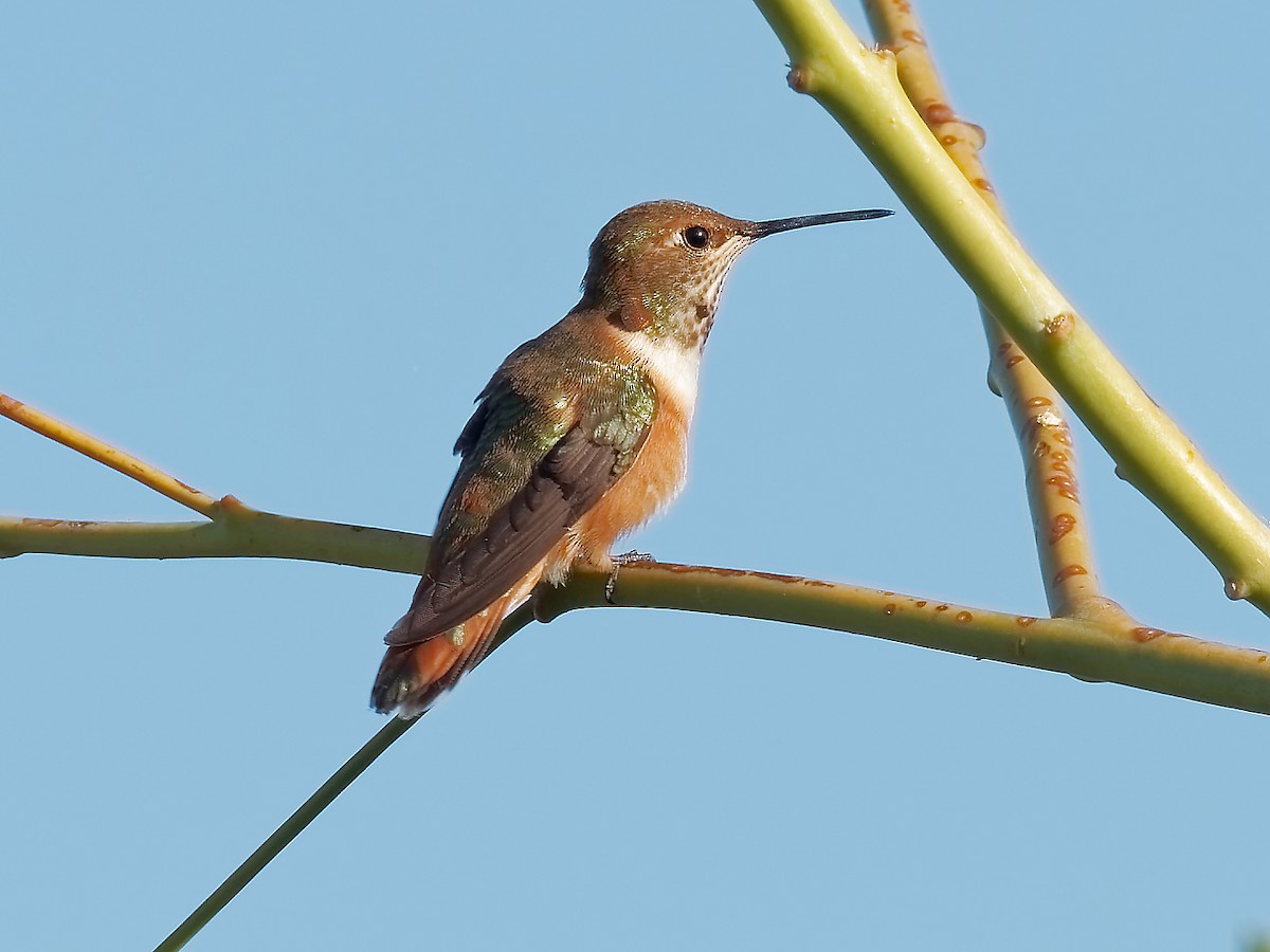 eBird Checklist 24 Sep 2022 Higley and Ocotillo Rds. ponds 1 species