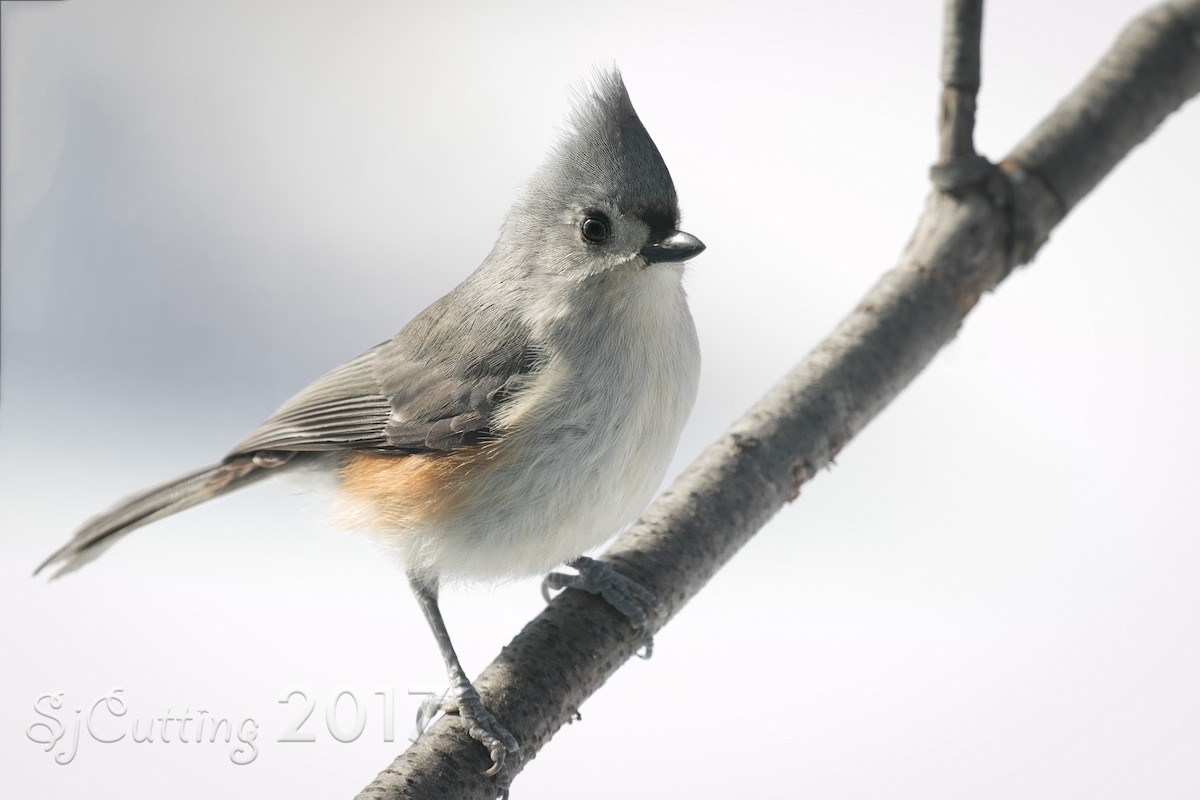 Tufted Titmouse - Sandy Cutting
