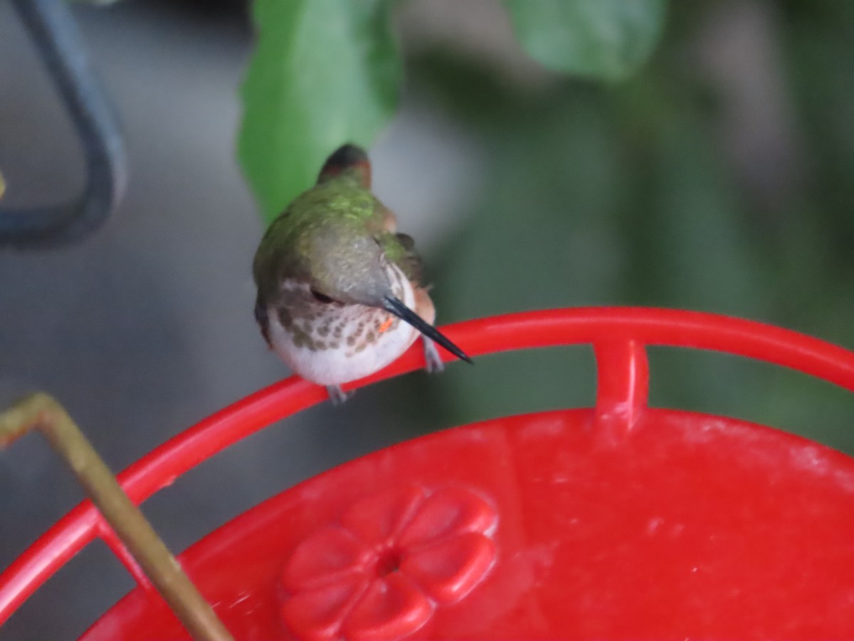 Rufous Hummingbird - Pat Weber