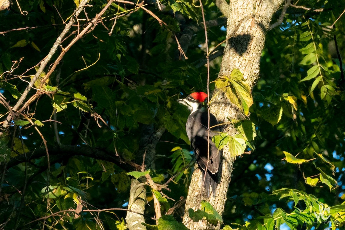 Pileated Woodpecker - ML487204551