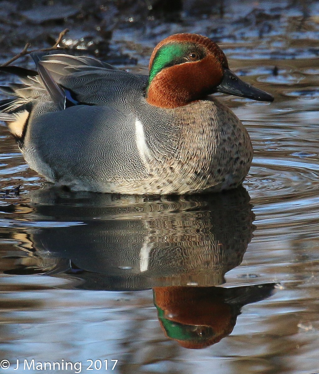Green-winged Teal - ML48720581