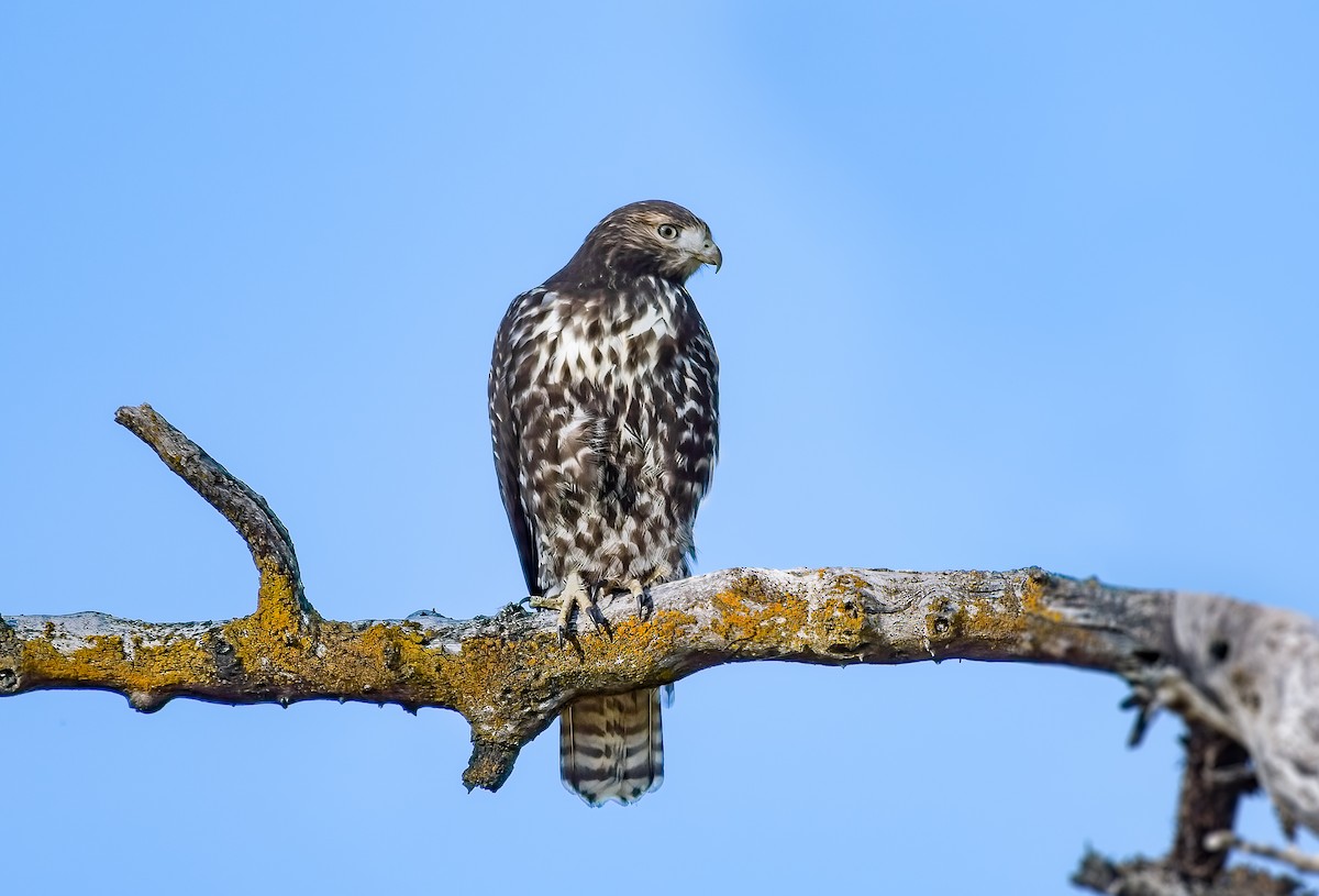 Red-tailed Hawk (Harlan's) - ML487209971
