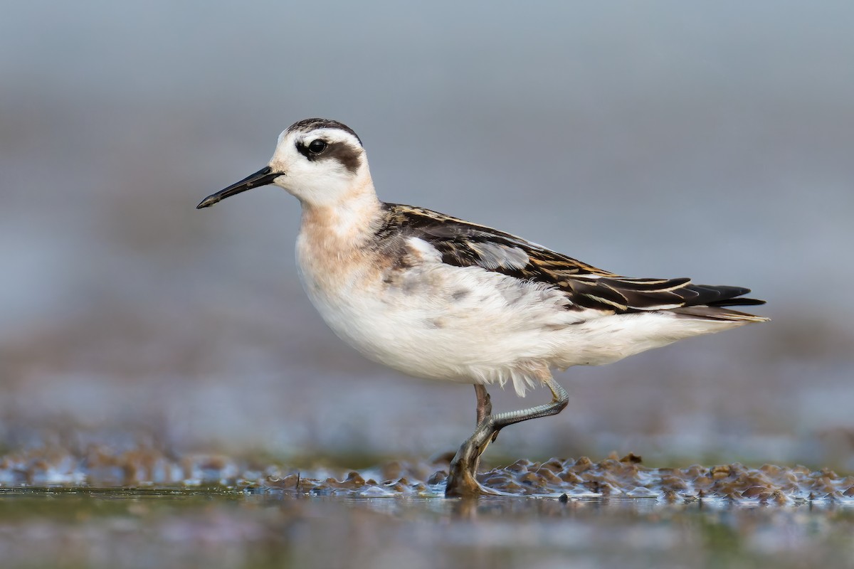 Red-necked Phalarope - Ryan Sanderson