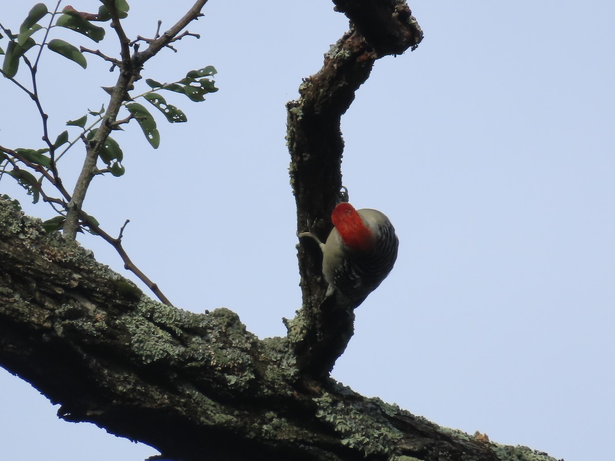 Red-bellied Woodpecker - ML487222371