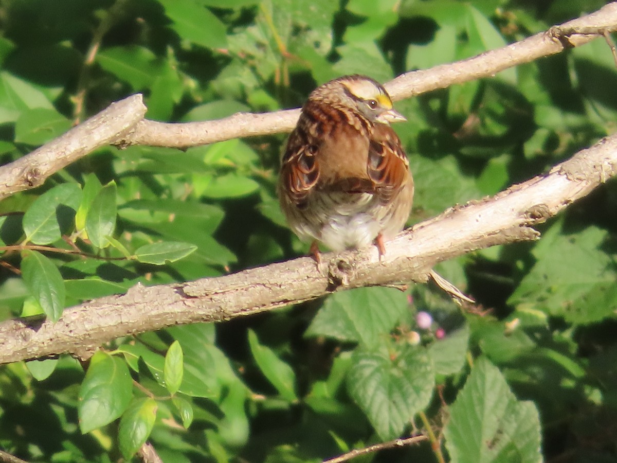 White-throated Sparrow - ML487223311